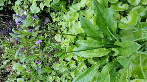 Image of Dodecatheon jeffreyanum K. Koch