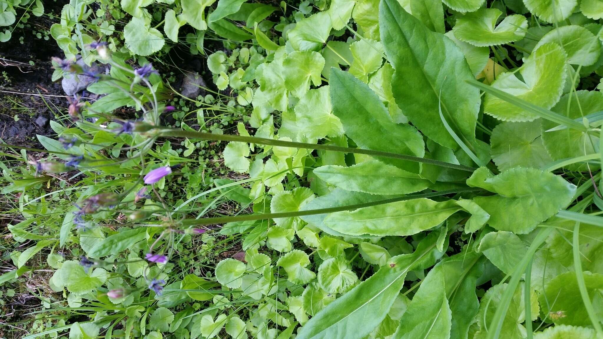 Plancia ëd Dodecatheon jeffreyanum subsp. jeffreyanum