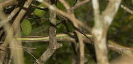 Слика од Dendrelaphis cyanochloris (Wall 1921)