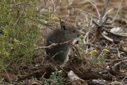 Image de Parotomys brantsii (A. Smith 1834)