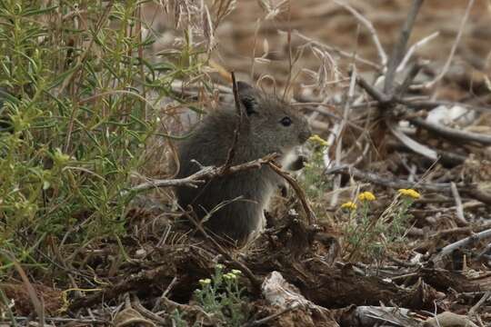 Image de Parotomys brantsii (A. Smith 1834)