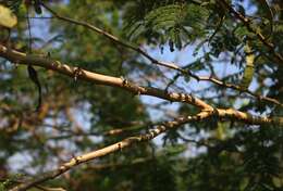 Image of catechu tree