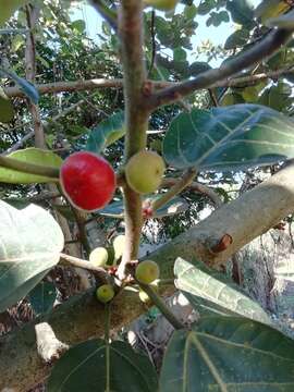 Ficus trichopoda Bak.的圖片