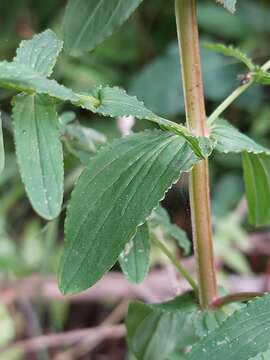 Plancia ëd Hypericum undulatum Schousboe ex Willd.