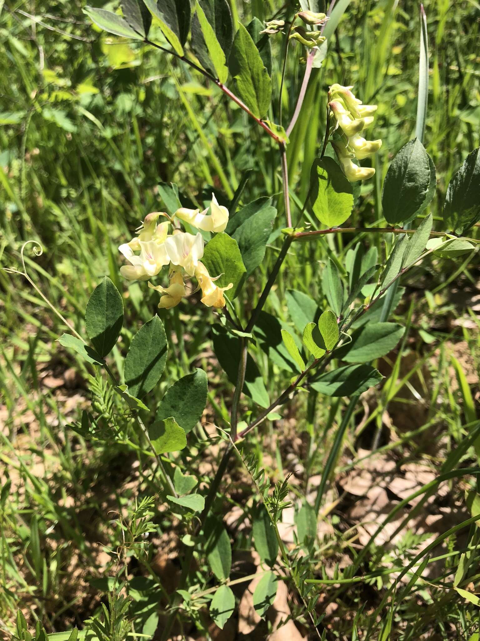 Imagem de Lathyrus holochlorus (Piper) C. L. Hitchc.