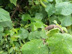 Image of Ngosi Volcano Chameleon