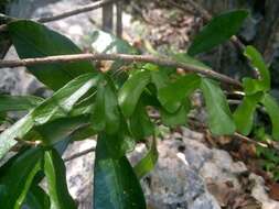 Image of twolobe passionflower