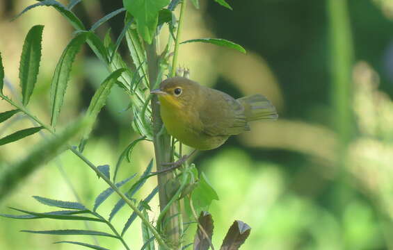 Image of Southern Yellowthroat