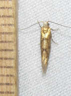 Image of Argyresthia alternatella Kearfott 1908