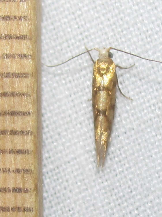 Imagem de Argyresthia alternatella Kearfott 1908