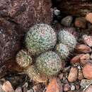 Image of Mammillaria petrophila subsp. arida (Rose) D. R. Hunt