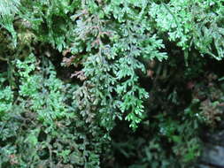 Imagem de Hymenophyllum polyanthos (Sw.) Sw.