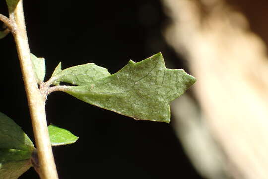 Imagem de Hoheria angustifolia Raoul