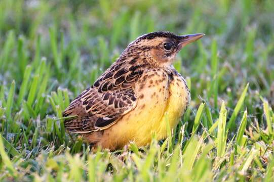 Image of Eastern Meadowlark