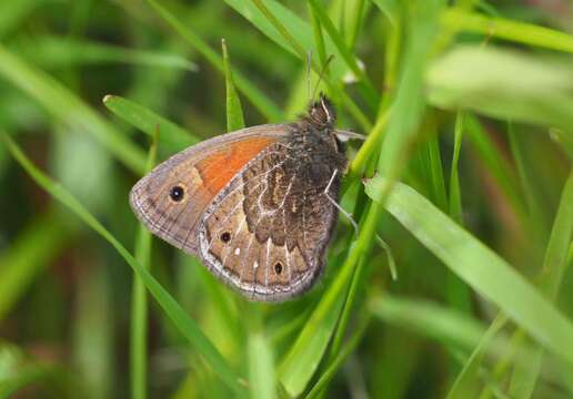 Imagem de Cosmosatyrus leptoneuroides Felder 1867