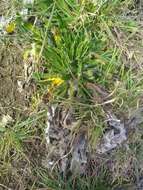 Image of Echium vulgare subsp. vulgare
