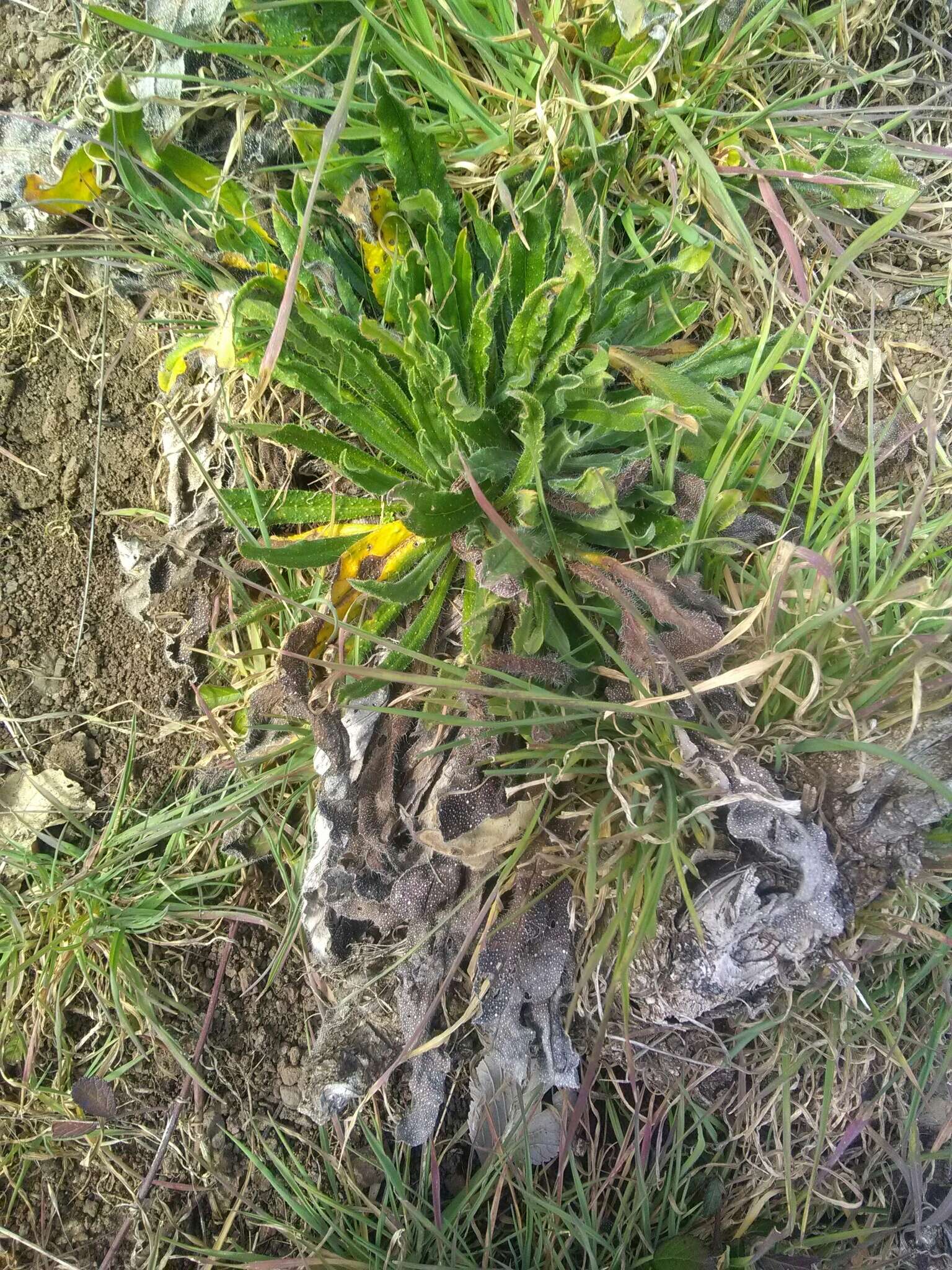 Echium vulgare subsp. vulgare的圖片