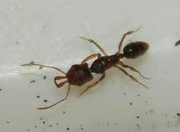 Image of Ant