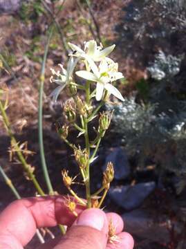 Image of Ornithogalum visianicum Tomm.