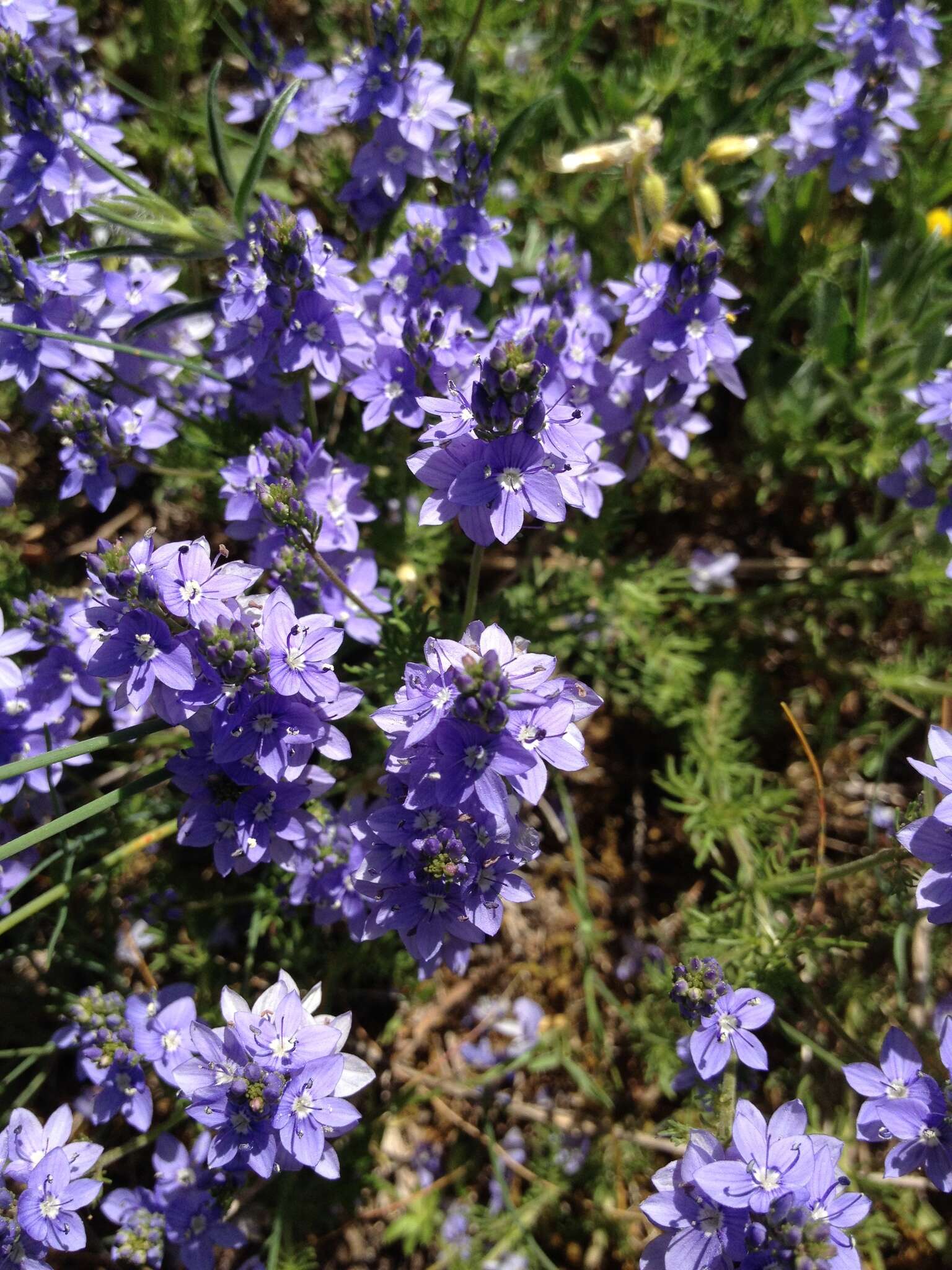 Image of Veronica tenuifolia subsp. tenuifolia