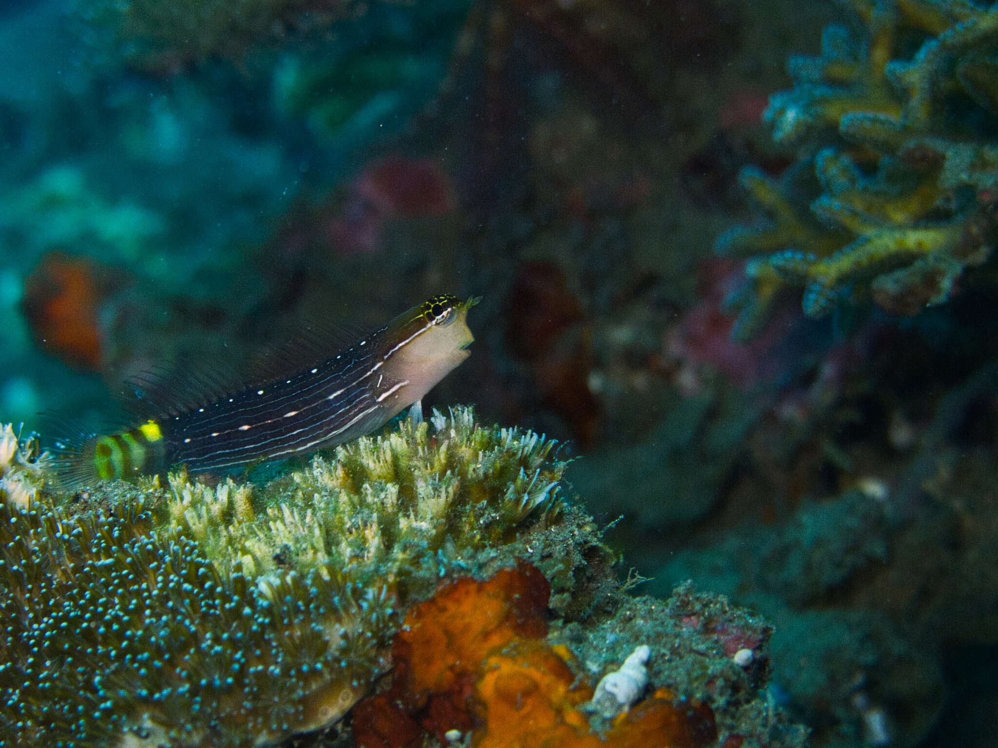 Image of Pictus Blenny