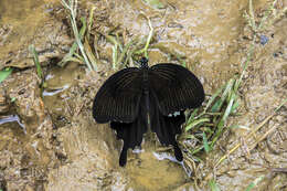 Image of Papilio nephelus Boisduval 1836