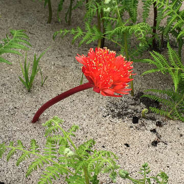 Image of Haemanthus canaliculatus Levyns