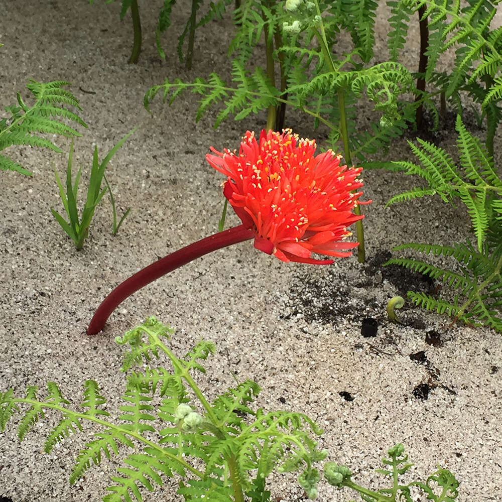 Image of Haemanthus canaliculatus Levyns