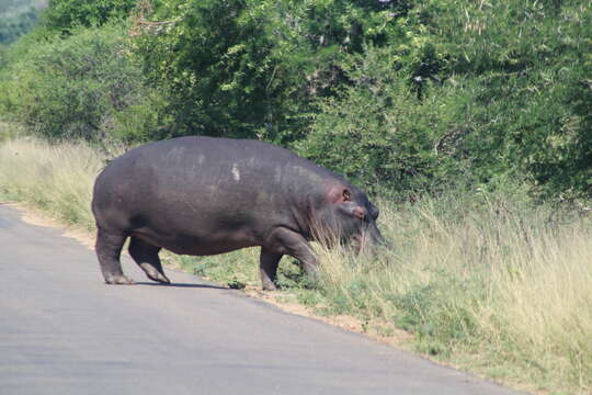 Image of Hippopotamus amphibius capensis Desmoulins 1825