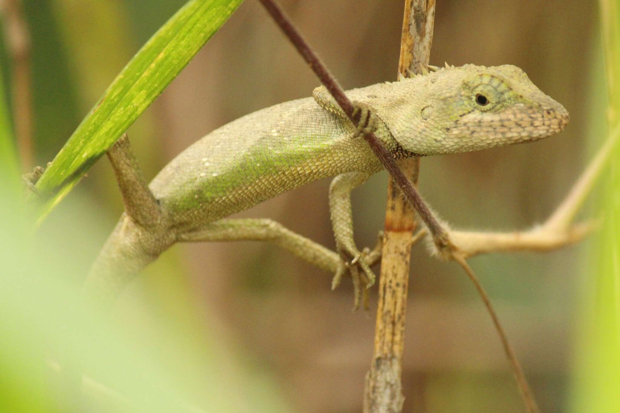 Image of Burmese False Bloodsucker