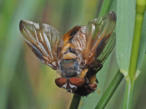 Image of Phasia hemiptera (Fabricius 1794)