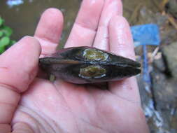 صورة Echyridella aucklandica (Gray 1843)