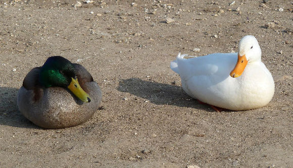 Image of Mallard