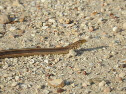 Image of Glass Lizards