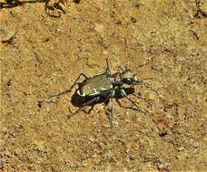 Image of Appalachian Tiger Beetle