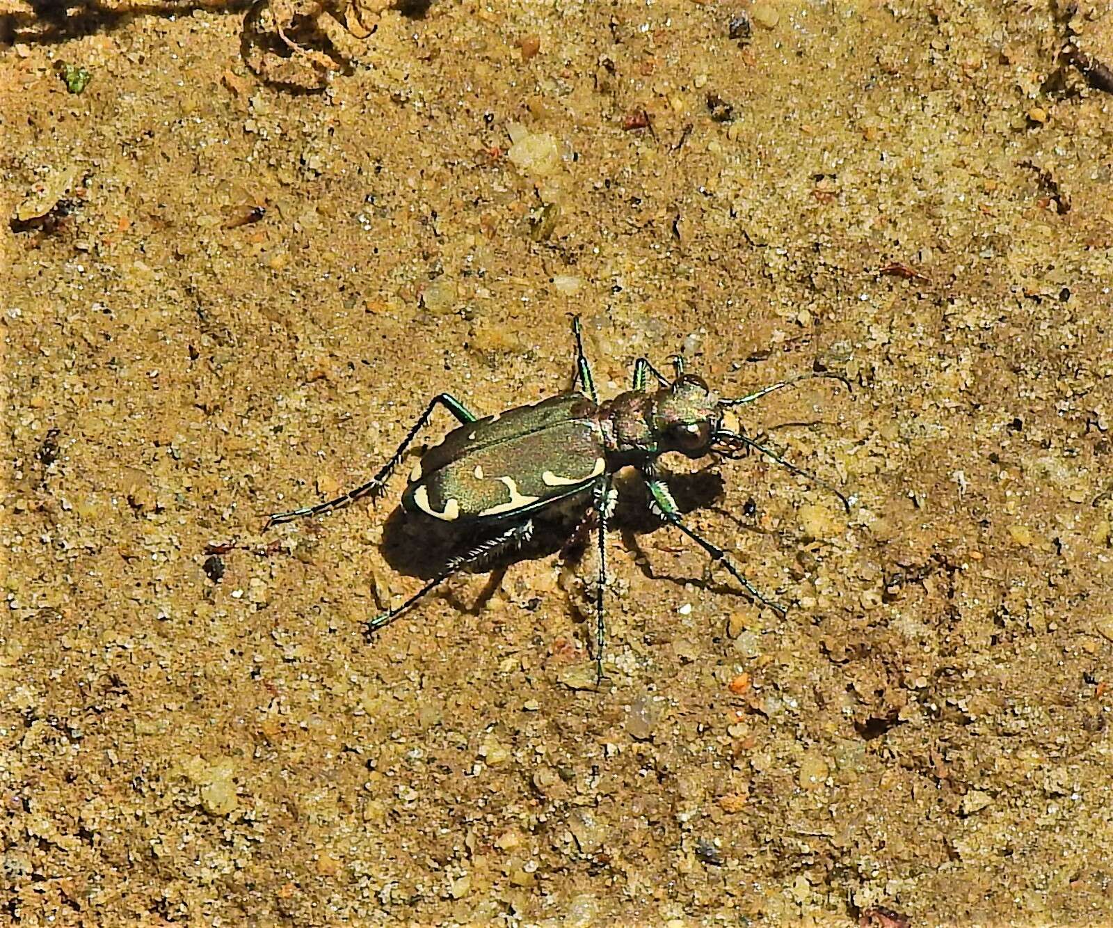 Image of Appalachian Tiger Beetle