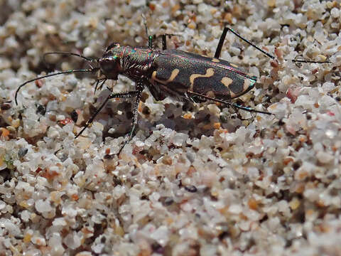 Image of Cicindela (Cicindelidia) carthagena Dejean 1831