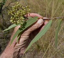 Image of Corymbia pocillum (D. J. Carr & S. G. M. Carr) K. D. Hill & L. A. S. Johnson