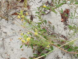 Image of large clammyweed