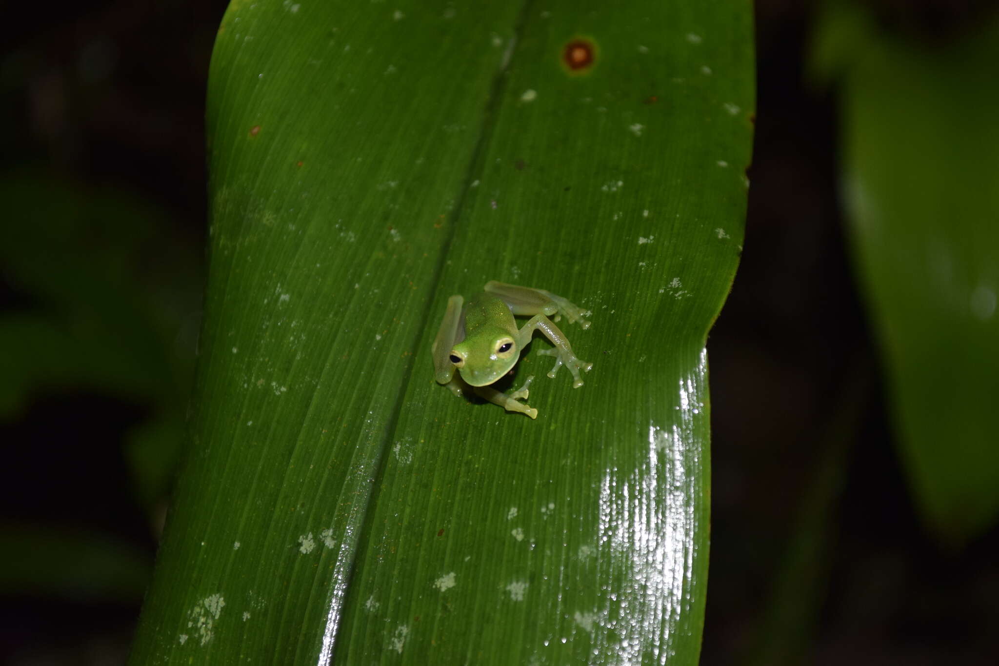 Image of Espadarana audax (Lynch & Duellman 1973)