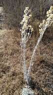 Image of Wright's cudweed