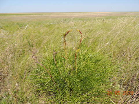 Image of Peucedanum morisonii Besser