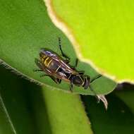 Image of Polistes cinerascens de Saussure 1854