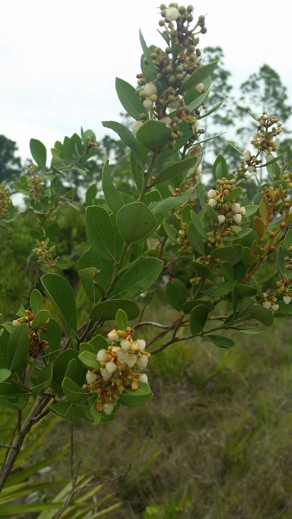 Image of coastal plain staggerbush