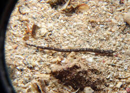 Image of Tidepool pipefish