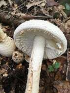 Image of Coker's amanita