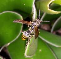 Image of Polistes cinerascens de Saussure 1854