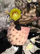 Image of Black-spined pricklypear