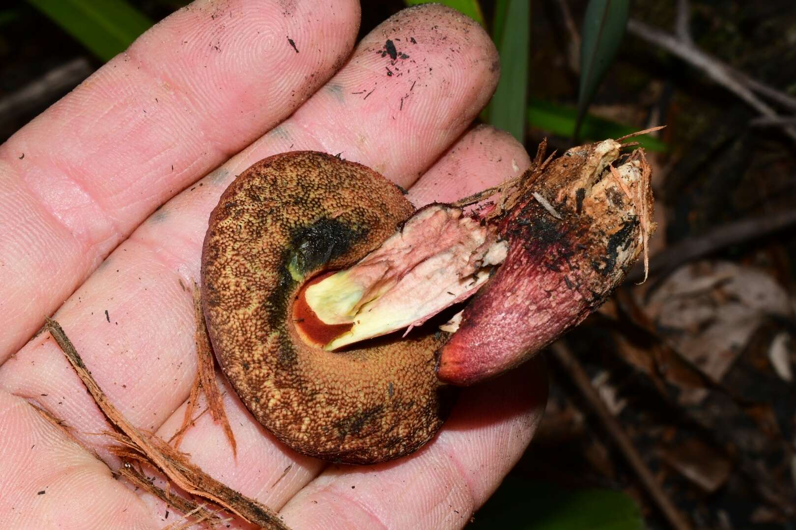 Image of Boletus tasmanicus Hongo & A. K. Mills 1989