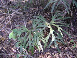 Image of Anthurium podophyllum (Cham. & Schltdl.) Kunth